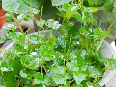 Ít ai ngờ loại rau được xem như 