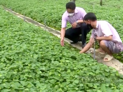 Trồng loại rau ăn tốt như uống thuốc quý, thương lái cứ giục anh nông dân Long An cắt bán