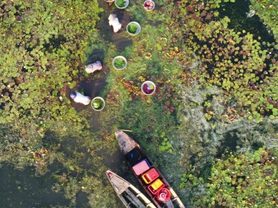 Ai ngờ thứ cây thủy sinh ăn mát gan, lợi tiểu, ở Long An thấy mọc la liệt, nông dân nhổ lên bán đắt hàng