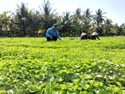 Kiên Giang: Trồng thứ rau ăn kiểu gì cũng mát trong mát ngoài, một ông nông dân thu tiền tỷ