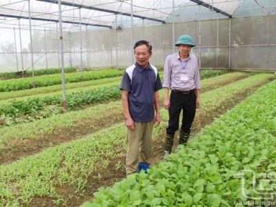 Phát triển mạnh cây rau màu