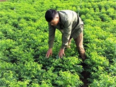 Thứ rau nấu canh ngọt hơn nước xương hầm, cách trồng cực dễ, ông nông dân Đắk Lắk thu 2 triệu/ngày