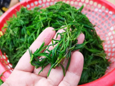 Loại rau dại mọc hoang 