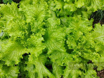 Loại rau ăn hoài mà không biết có chất chống oxy hoá, chữa mụn nhọt, đau đầu, giúp người trồng giàu lên