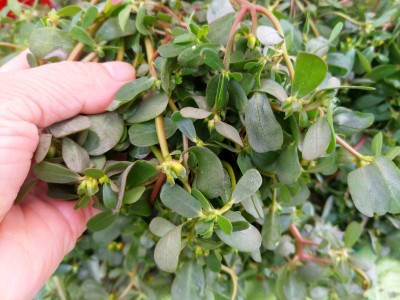 Rau sam xanh tím xưa nhổ đi không hết, nay hóa hàng hiếm, ăn mát lành lại là cây thuốc