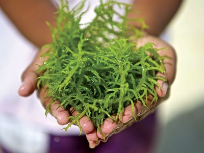 Khai thác tiềm năng rong sụn