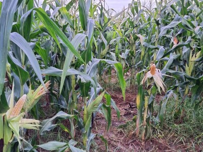 Những lưu ý quan trọng khi canh tác ngô trong điều kiện thời tiết không thuận lợi