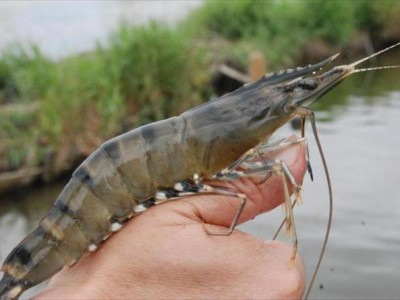 Tôm sú đang lấy lại vị thế từ tôm chân trắng