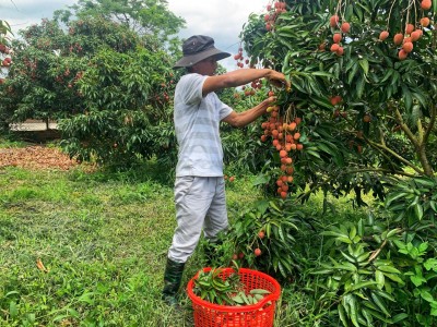 Trước giờ sáp nhập tỉnh Đắk Lắk, Phú Yên xây dựng thành công vùng trồng cây ăn trái, toàn quả ngon thế này đây