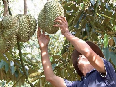 Mùa sầu riêng, công an một huyện ở Đắk Lắk cảnh báo nạn trộm cắp, bảo kê trong thu mua sầu riêng