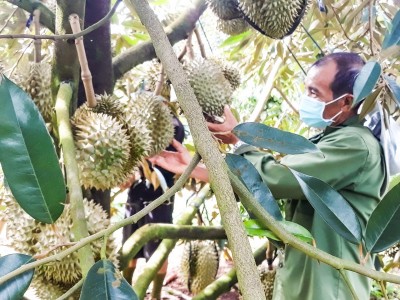 Trung Quốc chính thức nhập khẩu sầu riêng Việt Nam từ hôm nay 11/7, qua tất cả cửa khẩu