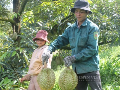 Sầu riêng đầu vụ tăng giá, nhiều hộ nông dân Khánh Hòa thu tiền tỷ