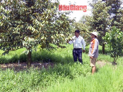 Sầu riêng tăng giá, cứ bán trái 1 cây 6 năm tuổi, nông dân Hậu Giang 