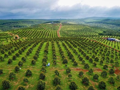 Trang trại sầu riêng công nghệ cao lớn nhất tỉnh Bình Phước