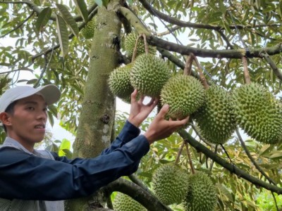 Trồng sầu riêng Ri6, Mongthong hạt lép, cứ 1 công vườn, nông dân Cần Thơ lời 90-100 triệu