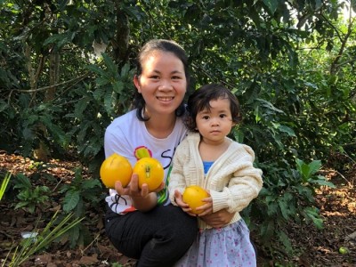 Một nông dân Lâm Đồng trồng hẳn một 