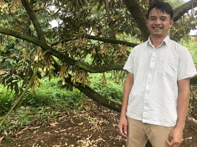 Lâm Đồng: Trồng thứ cây khó tính, vì sao những năm đầu phải ngắt bỏ hết hoa, cây cao 4m là 