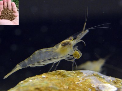 Nguyên nhân điều trị bệnh cho tôm kém hiệu quả