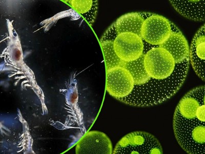 Ương ấu trùng tôm thẻ bằng tảo cô đặc