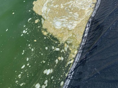 Hướng dẫn chọn phương pháp diệt tảo phù hợp với điều kiện ao nuôi