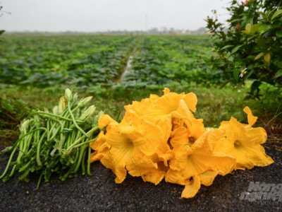 Nguy cơ khan hiếm rau