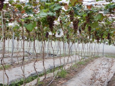 Thận trọng với giống nho Hạ Đen