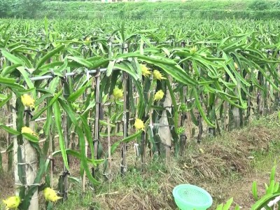 Trồng thứ cây leo cột, ra quả trông như cục vàng, nhiều người đi qua cứ đòi xem tận mắt