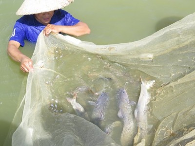 Thuần hóa thành công loài cá quất quý hiếm, anh nông dân Lào Cai bắt lên khỏi ao bán giá 600-650.000 đồng/kg