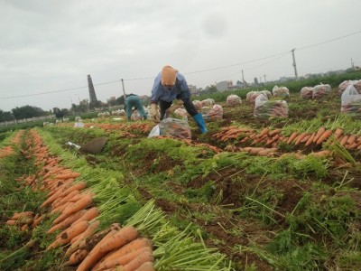 Bùng phát dịch Covid-19 tại Hải Dương: Nông dân ngồi trên đống lửa vì nỗi lo nợ chồng nợ