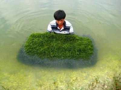 Rong biển Việt Nam là 