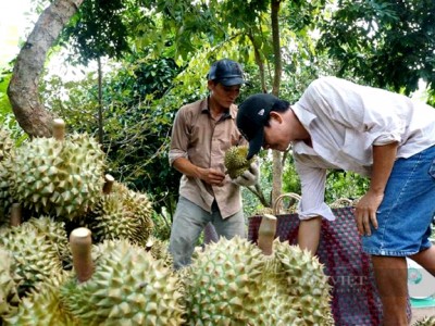Mã số vùng trồng, cơ sở đóng gói không được duy trì, toàn ngành hàng có nguy cơ ngừng xuất khẩu