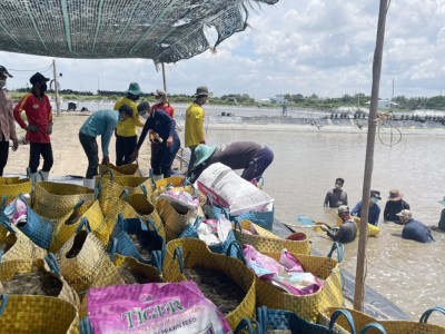 Nhiều doanh nghiệp mở cửa lại, giá tôm thẻ miền Tây tăng mạnh