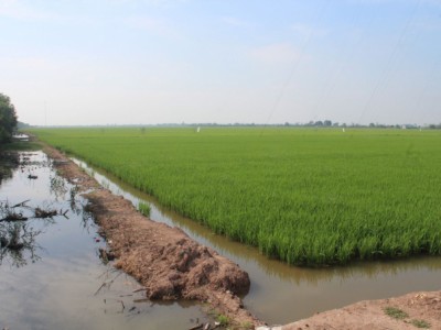 Tiền Giang: Lúa đông xuân sớm không lo hạn mặn