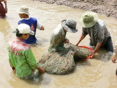 Chuyển đổi sinh kế ở Đồng bằng sông Cửu Long: Hiệu quả từ mô hình nuôi trồng thủy sản