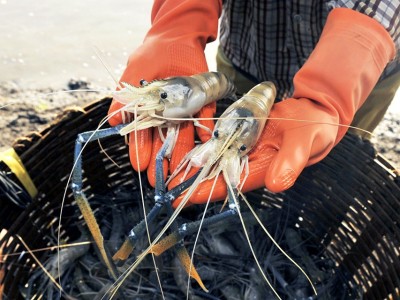 Cách dễ dàng để tôm càng xanh không ăn nhau