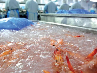 Thị trường tôm Mỹ: Vẫn “sáng” bất chấp COVID-19