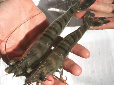 Hà Tĩnh: Tiêu thụ khó khăn, người nuôi tôm dè dặt thả nuôi vụ mới