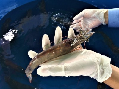 Tăng kháng mầm bệnh từ tôm bố mẹ không cắt bỏ cuống mắt