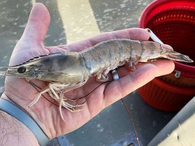 Tần suất bổ sung carbohydrate có quan trọng không?