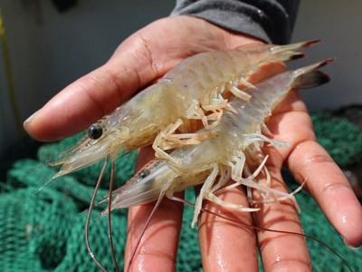 Các yếu tố ảnh hưởng đến quá trình lột xác của tôm thẻ chân trắng