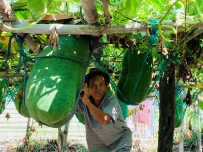 Bình Định: Nông dân làng này cứ cắt 1 trái bí đao bán là cầm ngay hàng trăm ngàn đồng