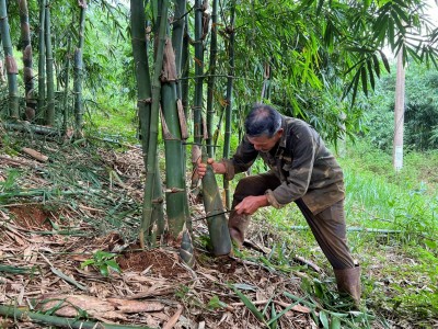 Một tỷ phú nông dân Đắk Nông giàu hẳn lên nhờ trồng tới 17ha tre 4 mùa bán măng