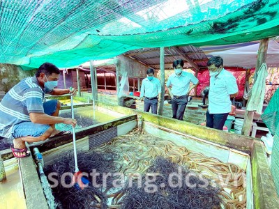 Sóc Trăng: Nuôi con đặc sản dày đặc trong bể xi măng, toàn con to dài, cứ bán 1 đợt nông dân lời 100 triệu