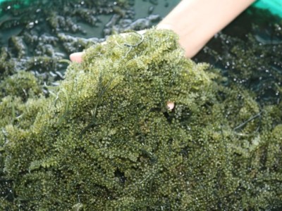 Trồng rong nho rủi ro ít, lợi nhuận cao