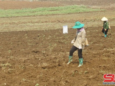 Từ nương ngô đến nhà mới: Câu chuyện đổi đời của nông dân Mường La