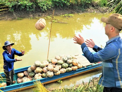 Trồng bí dưới ruộng lúa, trái ra quá trời, bất ngờ nông dân Cà Mau thu hàng trăm triệu
