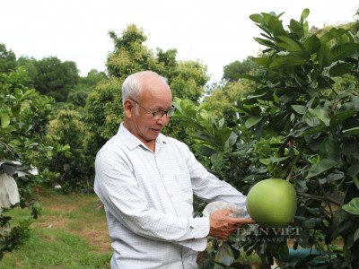 Trồng bưởi giống lạ trên đất Thái Nguyên, nhìn đâu cũng thấy quả, cả làng phục lăn