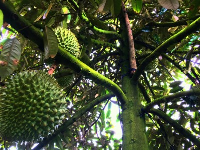 Nông dân trồng sầu riêng né mặn được Thủ tướng khen ngợi