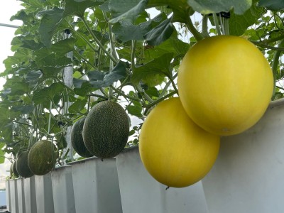 Muốn trồng dưa lưới trên sân thượng ngọt lịm, sai lúc lỉu nhất định phải biết bí quyết này