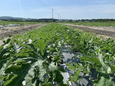 Nông nghiệp hữu cơ có đang tự làm khó chính mình?